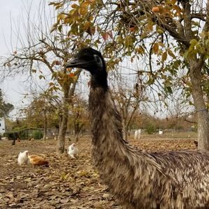 Meet your Posher, Bunzayfarm